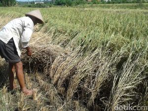 Dicari! 300 Ribu Petani Buat Garap Sawah Baru di Kalimantan