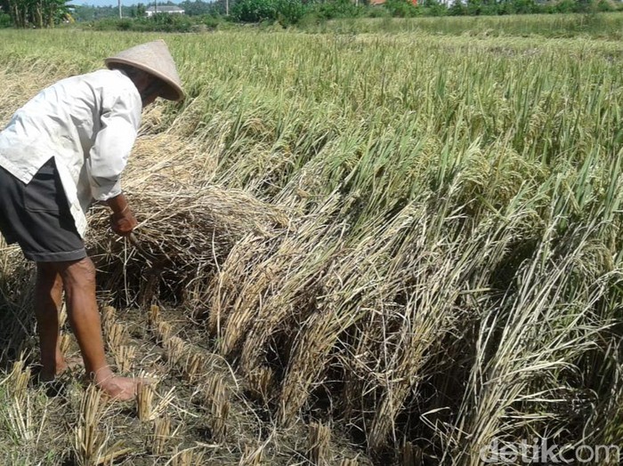 Sebaigian lahan padi di Kecamatan Galur, Kulon Progo yang diserang hama wereng, Senin (4/5/2020).