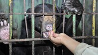 Sebagian besar kebun binatang di dunia menyebutkan kekurangan bahan pangan untuk para satwanya. ANTARA FOTO/Septianda Perdana.  
