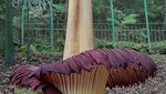 Penampakan Bunga Bangkai yang Mekar di Saat Wabah Corona