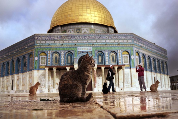 Masjid Al-Aqsa, Kiblat Suci Umat Islam yang Pertama Masjid Al-Aqsa, Kiblat Suci Umat Islam yang Pertama
Masjid Al-Aqsa di Palestina ditutup akibat wabah Corona. Yuk kita lihat masjid yang pernah menjadi kiblat suci umat Islam yang pertama itu.