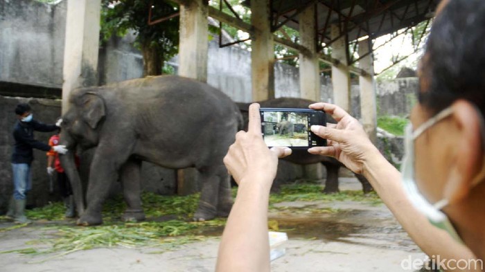 Dokter Hewan melakukan persiapan sebelum pengecekan rutin kondisi Gajah peliharaan Taman Satwa Taru Jurug, Surakarta, Jawa Tengah, Senin (4/5). Taman tersebut juga ikut terdampak Pandemi Covid 19. Disatu sisi koleksi hewan tetap membutuhkan pakan namun disisi lain tidak ada pemasukan dari pengunjung karena Taman Satwa Taru Jurug juga ikut diliburkan mengkuti masa Kondisi Luar Biasa kota Solo.