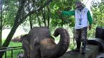 Potret Muram Satwa Kebun Binatang Bertahan di Tengah Wabah Corona