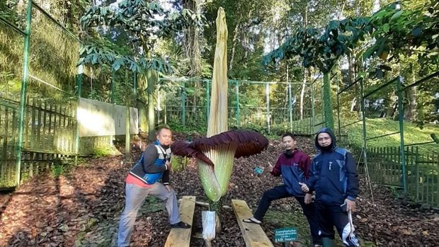 Bunga Bangkai mekar di Kebun Raya Cibodas, Jabar. Bunga bernama Latin Amorphophallus titanum itu jadi bunga bangkai kedua yang mekar tahun ini.