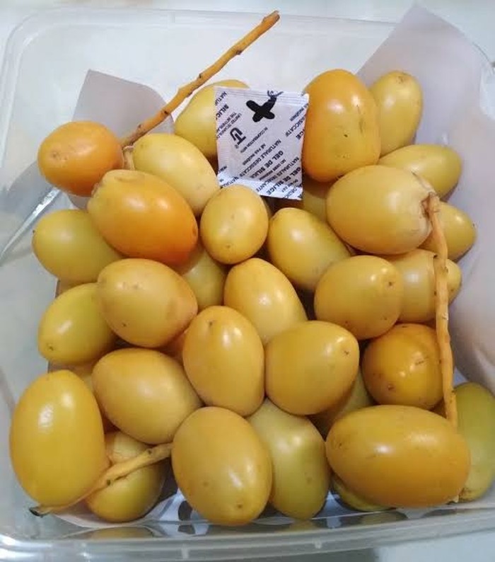 kurma muda