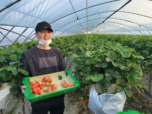 Pergi Berkebun, Begini Keseruan Suga BTS Panen Stroberi!