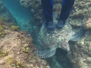 Viral Video Turis Injak Punggung Penyu di Taiwan