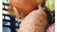 Secara umum ukuran kentang bulat dengan ukuran biasa saja. Lain hal dengan kentang yang satu ini. Ukurannya panjang dan jumbo. Foto: Dok. BoredPanda.