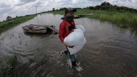 Jalan penghubung desa satu-satunya di perbatasan Kabupaten Muarojambi dengan Kabupaten Tanjungjabung Timur itu terendam banjir luapan Sungai Batanghari dalam tiga pekan terakhir yang mengakibatkan akses jalan terputus untuk kendaraan atau hanya bisa dilewati perahu dan orang.