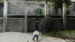 Perawatan Gajah di Tengah Minimnya Pemasukan Taman Satwa Taru Jurug