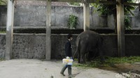 Meskipun demikian, para pekerja, petugas medis dan relawan yang peduli hewan terus berupaya memberikan yang terbaik bagi hewan-hewan yang ada disana. Seperti ini salah satunya.