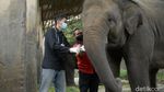 Perawatan Gajah di Tengah Minimnya Pemasukan Taman Satwa Taru Jurug