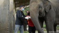 Perawatan dan pemberian pakan kepada hewan-hewan peliharaan di Taman Margasatwa atau kebun binatang di seluruh dunia itu juga ikut terdampak COVID-19 karena tak ada pemasukan biaya.