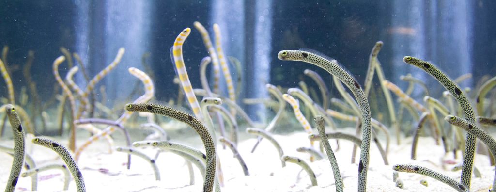 Belut taman di Sumida Aquarium Tokyo