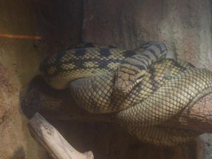 Intip Yuk, Koleksi Reptil Unik di Batu Secret Zoo