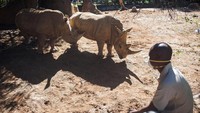 Pengurus kebun binatang Johannesburg, Afrika Selatan, mengatakan bahwa sejak tidak adanya pengunjung yang diizinkan di kebun binatang, ada perbedaan nyata dalam perilaku hewan-hewan disana. AP Photo/Shiraaz Mohamed.  