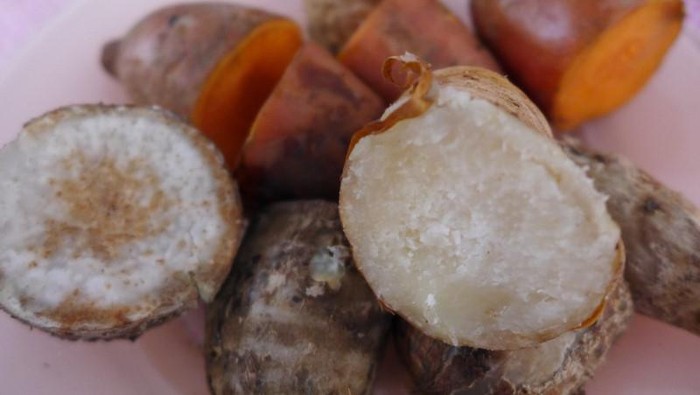 Umbi Indonesia