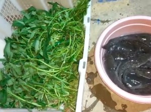Modal Ember Bisa Budidaya Ikan dan Sayuran Sekaligus