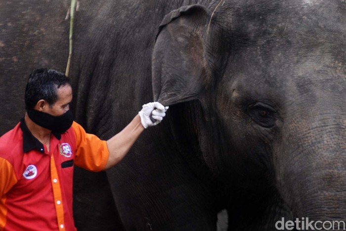 Pemeliharaan Gajah di Tengah Minimnya Pemasukan Taman Satwa Taru Jurug Taman Satwa Taru Jurug, Surakarta, Jawa Tengah, tutup akibat wabah Corona. Namun koleksi hewan salah satunya gajah tetap harus dirawat di tengah minimnya pemasukan.