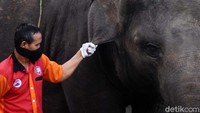 Meski tidak ada pemasukan akibat tidak adanya pengunjung, koleksi gajah di Taman Satwa Taru Jurug, Surakarta, Jawa Tengah, harus tetap dirawat.