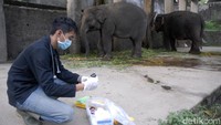 Salah seorang petugas perawatan, dokter hewan siap memberikan suntikan kepada sang gajah.