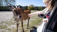 Kebun Binatang Stuckenbrock Safariland Jerman menjadi satu dari sedikit kebun binatang yang masih buka hingga kini, namun dengan peraturan pengunjung hanya boleh menyaksikan hewan secara drive thru atau dari mobil saja. Foto oleh Lars Baron/Getty Images.