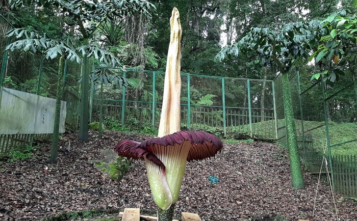 Bunga Bangkai mekar di Kebun Raya Cibodas, Jabar. Bunga bernama Latin Amorphophallus titanum itu jadi bunga bangkai kedua yang mekar tahun ini.