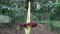 Bunga Bangkai di Kebun Raya Cibodas Cianjur, Jawa Barat mekar. Bunga bangkai yang mekar sempurna pada Minggu (3/5/2020) ini berasal dari Sungai Manau, Batang Suliti, Kawasan Taman Nasional Kerinci Seblat, Sumatera Barat. 