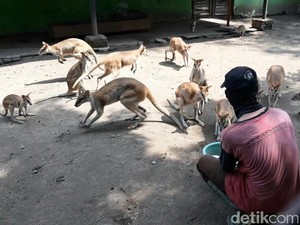 Hanya Mampu Bertahan hingga Juli, Solo Zoo Buka Program Adopsi Satwa