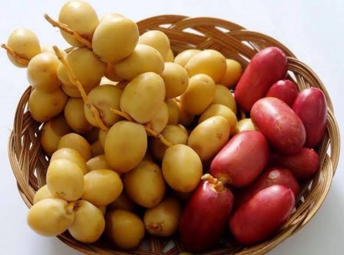 kurma muda