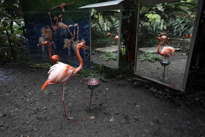 Pandemi COVID-19 yang melanda dunia mengakibatkan ditutupnya sebagian besar kebun binatang, sehingga para satwa terdampak kelaparan atau justru ada lebih sehat.
