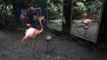 Potret Muram Satwa Kebun Binatang Bertahan di Tengah Wabah Corona