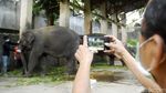 Perawatan Gajah di Tengah Minimnya Pemasukan Taman Satwa Taru Jurug