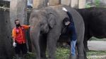 Perawatan Gajah di Tengah Minimnya Pemasukan Taman Satwa Taru Jurug