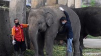 Hasil pemeriksaan, beberapa koleksi gajah yang ada di Taman Satwa Taru Jurug, Surakarta itu semua dalam kondisi baik.