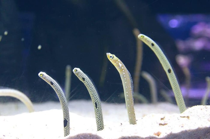 Belut taman di Sumida Aquarium Tokyo