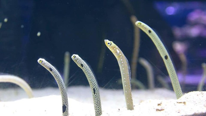 Belut taman di Sumida Aquarium Tokyo