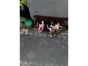 Bocah yang Diserang dan Diseret Monyet di Surabaya Sempat Trauma