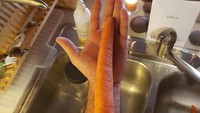 Wortel ini memiliki panjang yang tidak biasa. Ukuran panjanganya dari tangan hingga lengan orang dewasa. Foto: Dok. BoredPanda.
