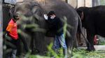 Perawatan Gajah di Tengah Minimnya Pemasukan Taman Satwa Taru Jurug