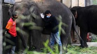 Dokter hewan melakukan pengecekan rutin kondisi gajah peliharaan Taman Satwa Taru Jurug, Surakarta, Jawa Tengah, Senin (4/5).