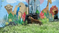Beginilah penampakan Harimau Sumatera (Panthera tigris sumatrae) di Taman Satwa Taru Jurug (TSTJ) Solo, Jawa Tengah, Sabtu (2/5/2020). Sementara itu, di kebun binatang Bandung, harimau harus dipuasakan. Jadi tidak setiap hari diberi makan, boleh satu minggu dipuasakan satu hari. ANTARAFOTO/Maulana Surya.