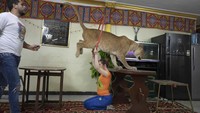 Ashraf el-Helw dan saudaranya Bushra el-Helw bermain sirkus dengan singa betina bernama Joumana, di apartemen mereka di Kairo, Mesir.