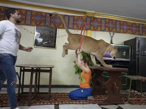 Sirkus Ditutup, Singa Ini Beraksi di Apartemen