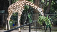 Petugas memberi makan Jerapah (Giraffa) di Taman Margasatwa Ragunan, Jakarta. Pihak pengelola Taman Margasatwa Ragunan tetap melakukan perawatan terhadap seluruh satwa selama pandemi COVID-19. Berbeda dengan satwa yang berada di Taman Satwa Taru Jurug, Solo, yang justru semakin sehat karena ditutupnya kebun binatang. ANTARA FOTO/Aprillio Akbar.  