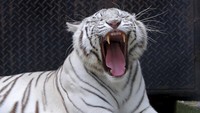 Bahkan di kebun binatang Bronx, Amerika Serikat, ada kasus pertama di dunia yaitu harimau terinfeksi virus Corona. AP Photo/Fernando Vergara.