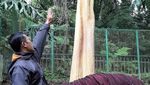 Penampakan Bunga Bangkai yang Mekar di Saat Wabah Corona