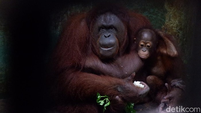 Kondisi kebun binatang Serulingmas di Banjarnegara saat pandemi Corona, Selasa (5/5/2020).