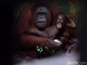TRMS Banjarnegara Tutup Gegara Corona, Orang Utan Ini Diajak Jalan-jalan