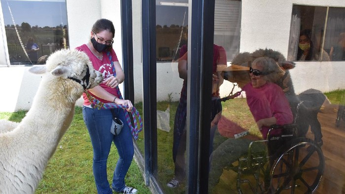 Therapy Alpaca Visit Seniors
https://app.asana.com/0/1135954362417873/1173643297146165/f
Credit: Helen Woodward Animal Center